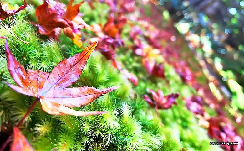 苔と紅葉が美しい「京都 祇王寺」に行く方法[もみじ苔寺]