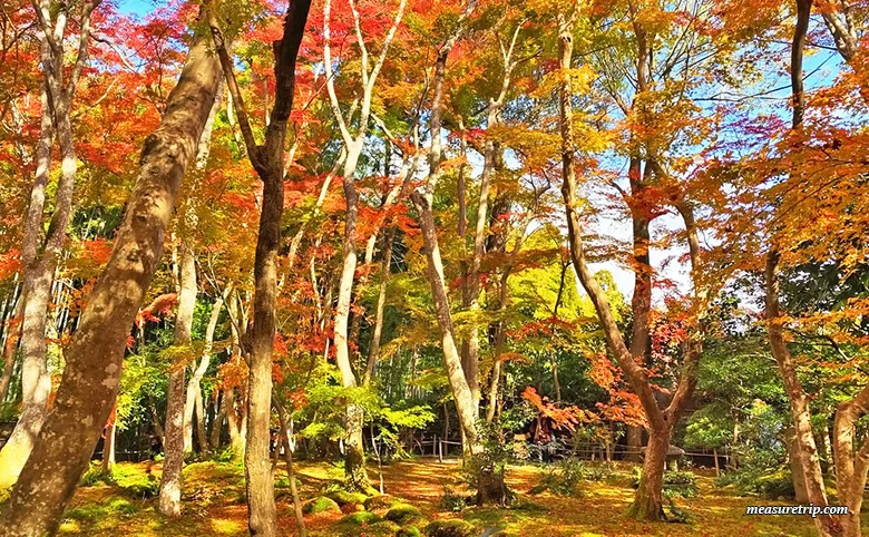 苔と紅葉が美しい「京都 祇王寺」に行く方法[もみじ苔寺]