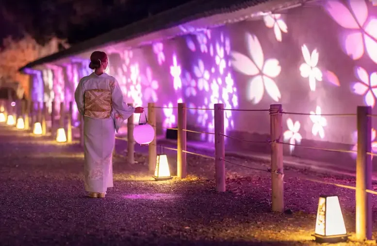 京都観光 二条城桜まつり2024 ライトアップガイド