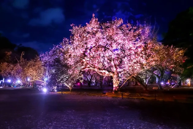 Kyoto Tourism Nijo Castle Cherry Blossom Festival 2024 Light-up Guide