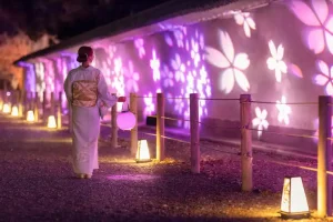 Kyoto Tourism Nijo Castle Cherry Blossom Festival 2024 Light-up Guide